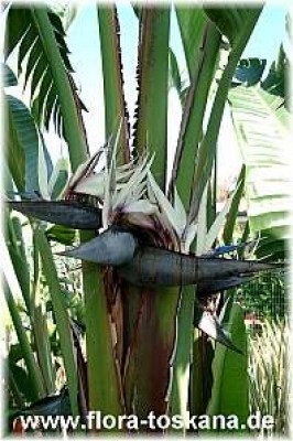 strelitzia_nicolai_7_-_digi.jpg