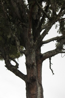 95. Unbekannter Baum, IMG_6845.JPG