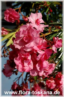 nerium_oleander_rosa-gefuellt_1_-_190505.jpg