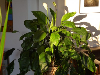 Spathiphyllum, Okt. 2011.JPG