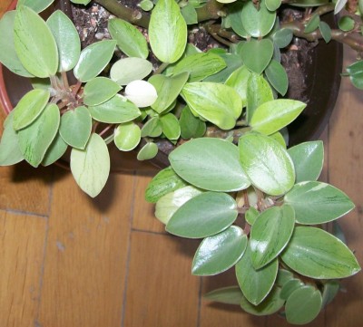 Peperomia2.jpg