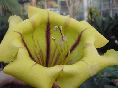 Solandra maxima Goldkelch.jpg