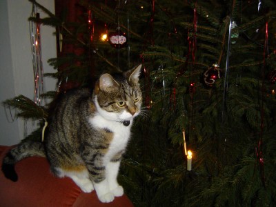 Tiffy am Weihnachtsbaum.jpg