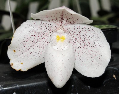 Paphiopedilum Quick Sand.jpg