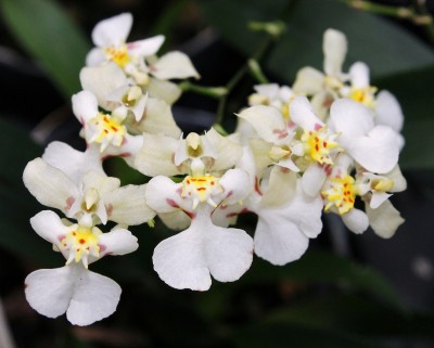 Oncidium Misaki Twinkle Obry.jpg