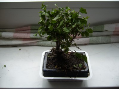 Bonsai1.jpg