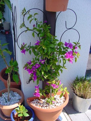 Bouganvillea Terasse.jpg