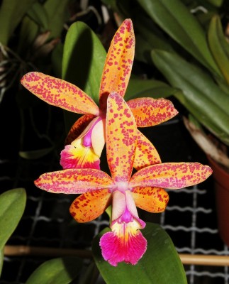 Cattleya Tropical Pointer.jpg