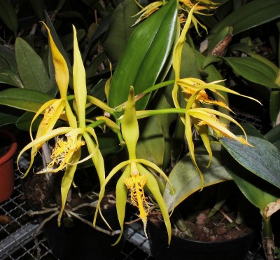 Epidendrum (1).jpg