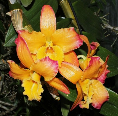 Dendrobium-Hybride.jpg