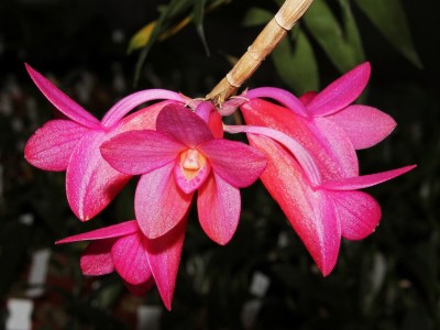 Dendrobium Pink Glow.jpg