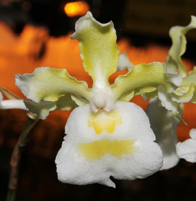 Oncidium fuscatum ´Alba´ (2).jpg