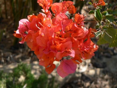 Bougainvillea II.jpg