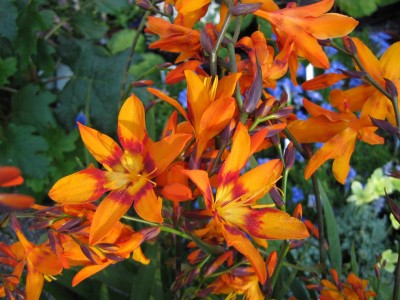 Montbretia_1518.jpg