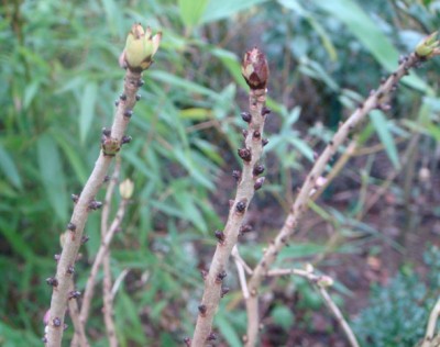 Seidelbast Daphne mezereum im Winter.jpg