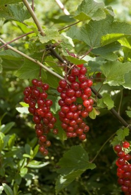 2648-Johannisbeeren-Fruechte.jpg