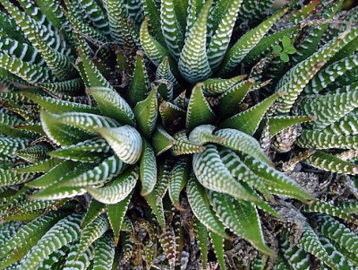 aloe-vera_sxc_1b23790593[1].jpg