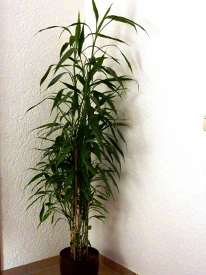 Dracaena sanderiana.JPG