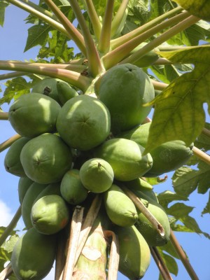 papaya 1.jpg