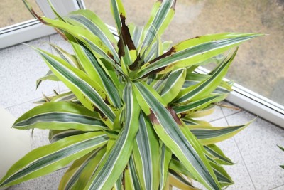 dracaena5.jpg