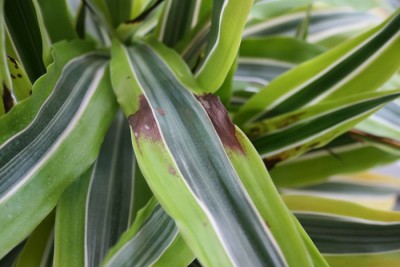 dracaena2.jpg