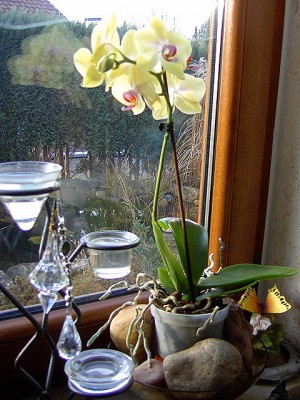 Orchidee - Phalaenopsis Anthura Gold..JPG