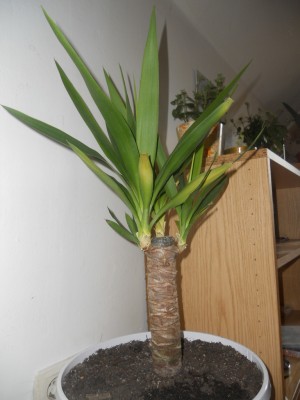 Yucca.jpg