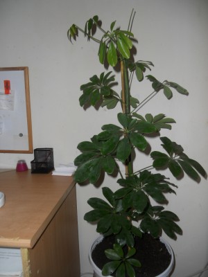 Schefflera.jpg