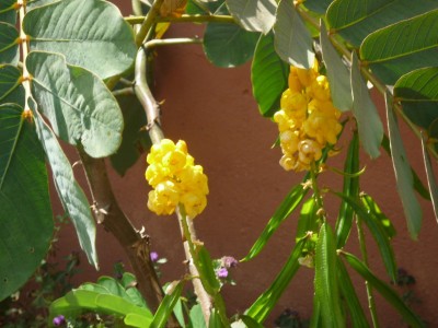 Kamerun-Flora (1).JPG