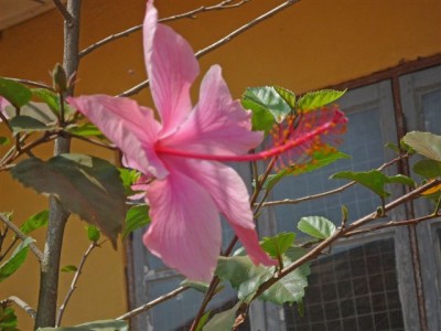 Kamerun-Hibiskus.jpg