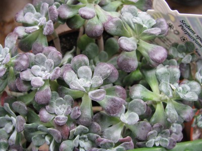 Sedum spathulifolium purpureum.jpg