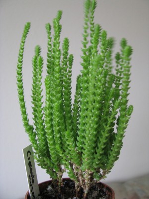 Crassula muscosa.jpg