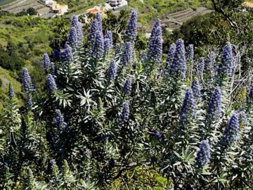 Echium webbii_ Monte Brena.jpg