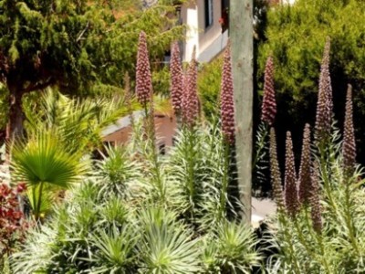 Teneriffa 2009_402_Echium wildpretii-Hybr._ Echium wildpretii ssp. wildpretii X Echium virescens.jpg