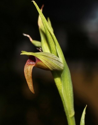 Serapias parviflora (1a).jpg