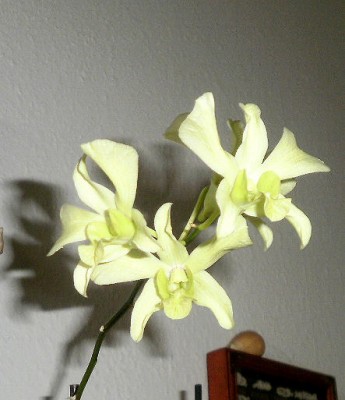 Dendrobium.jpg