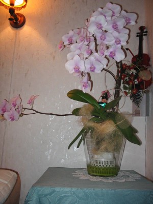 Orchidee (7).JPG