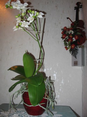 Orchidee (1).JPG