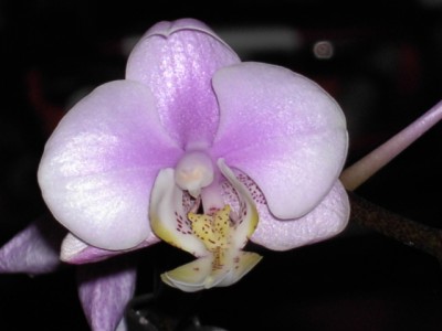 Phalaenopsis-Hybride weißrosa (von der Mitte nach außen helllila) - weiß voll (seitliche Spitzen und mitllerer Steg gelb mit lila Punkten) September 2011_1.JPG