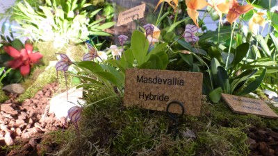 tolle Masdevallia.jpg