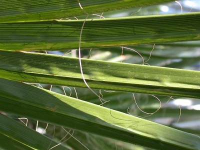 Washingtonia.robusta.ja.jpg