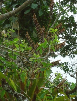 7. Unbekannte Bromeliacea, DSC03485.JPG