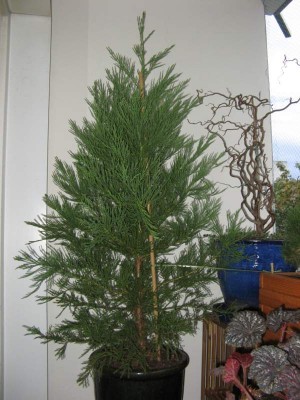 Sequoiadendron giganteum August 2011.jpg