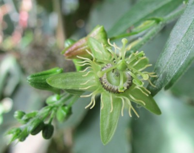 Passiflora4.jpg