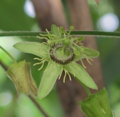 Passiflora3.jpg