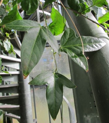 Passiflora 1.jpg