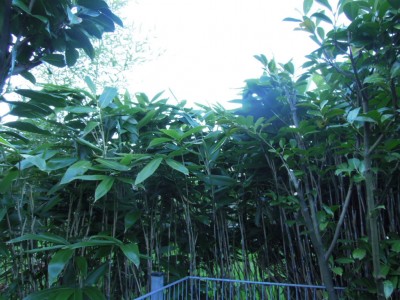 Bambus 001.JPG