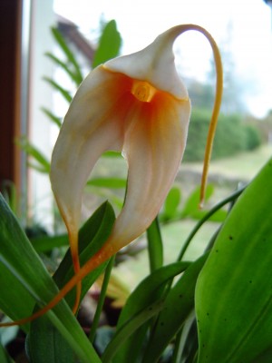 Masdevallia 1a.jpg