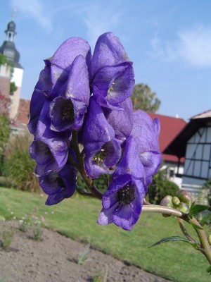 Herbsteisenhut.jpg