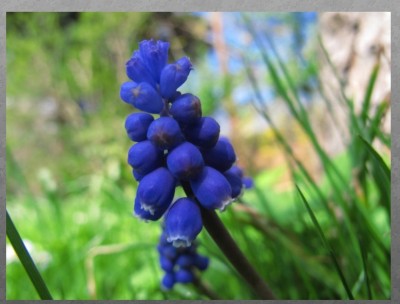 muscari.jpg